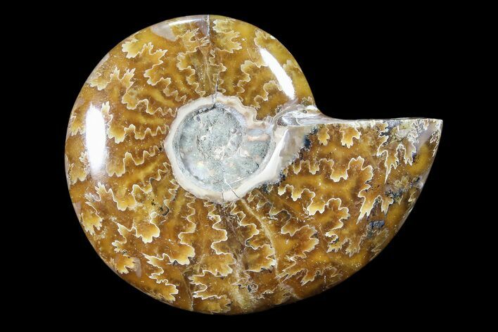 Polished, Agatized Ammonite (Cleoniceras) - Madagascar #88079